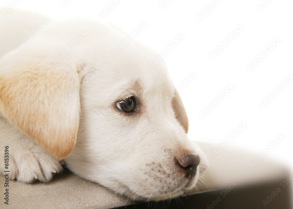 Puppy Thinking 2