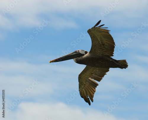 flying pelican, galapagos islands, ecuador