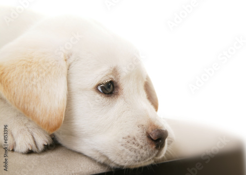 Puppy Thinking 2