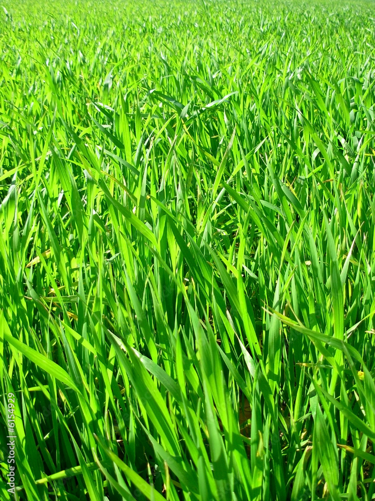 Field of green wheat.