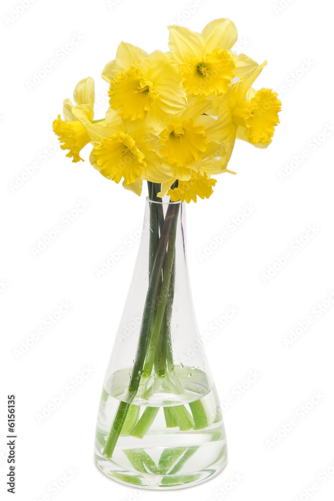 Daffodils bouquet in vase on white background