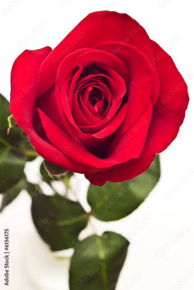 Red rose bud on white background Red rose bud on white background
