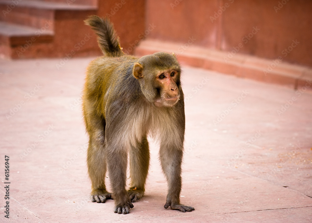 A golden monkey walking in the Red Fort - Agra, India
