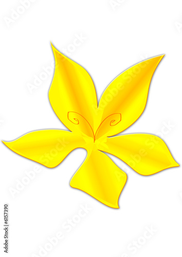 Photos fiore giallo