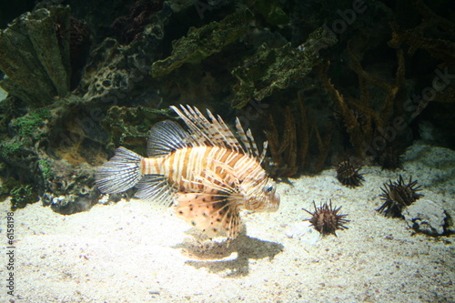 Lionfish & Sea Urchins