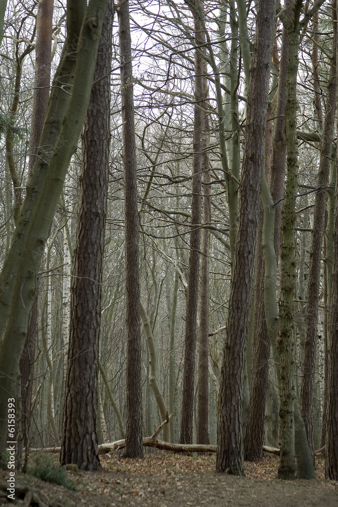 Fototapeta premium Wald