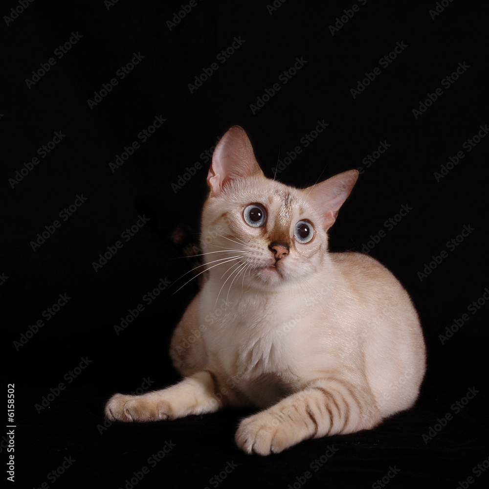 Portrait of white bengal cat isolated on black