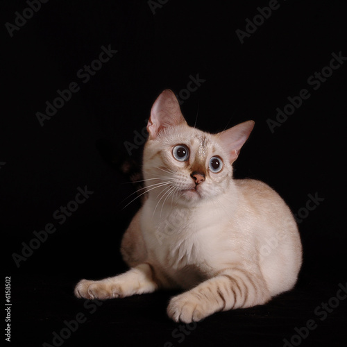 Fototapeta Naklejka Na Ścianę i Meble -  Portrait of white bengal cat isolated on black