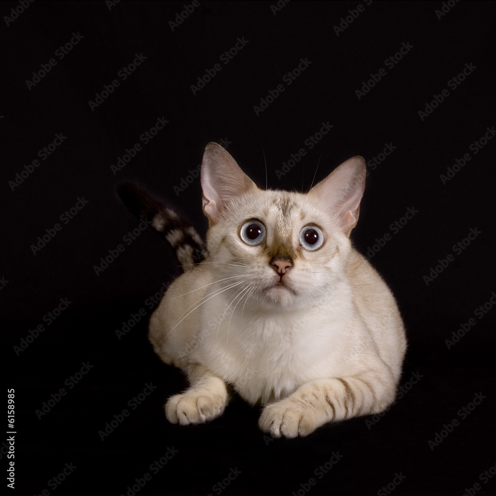  Isolated white bengal cat