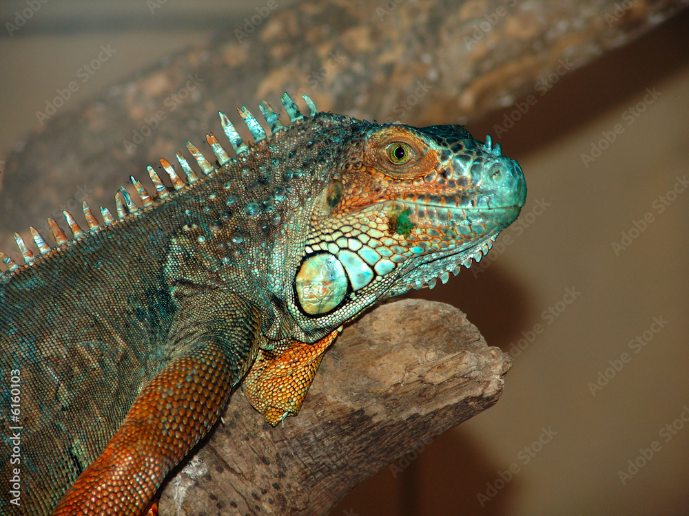 Obraz premium Lezard vert