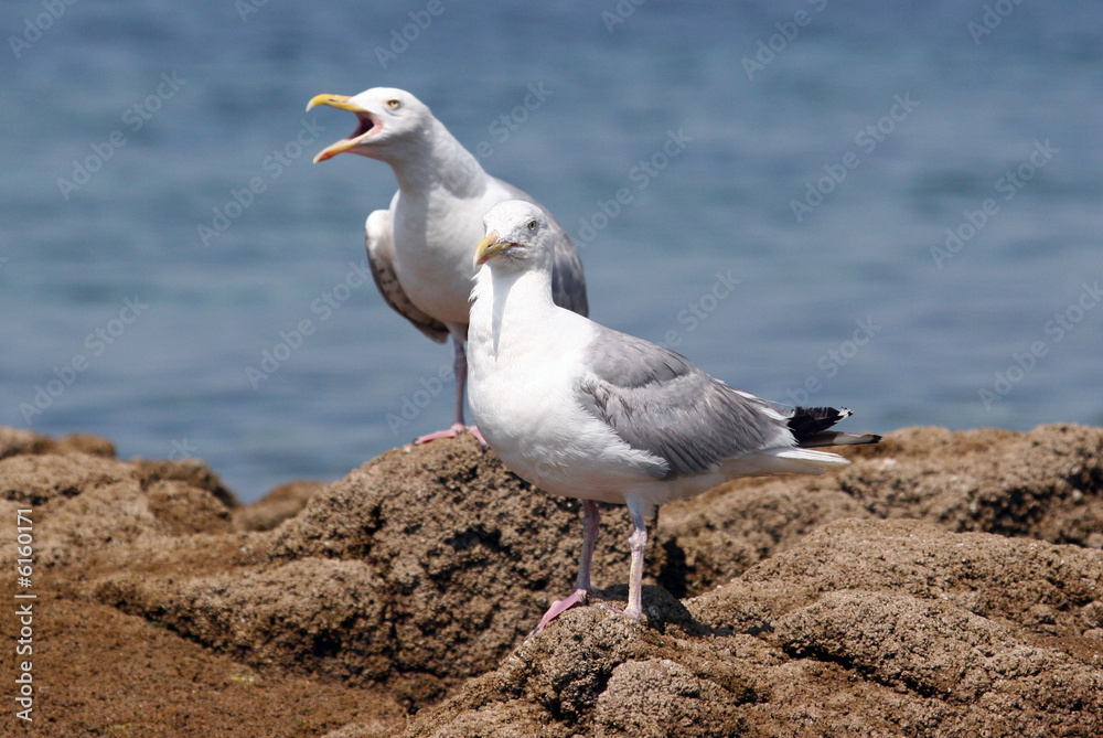 Obraz premium Goelands