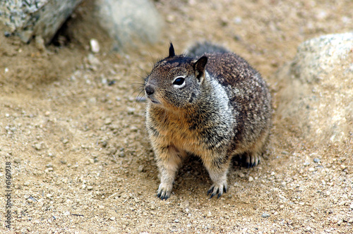 california ground squirrel
