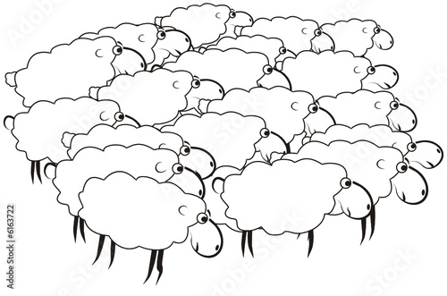 Herd