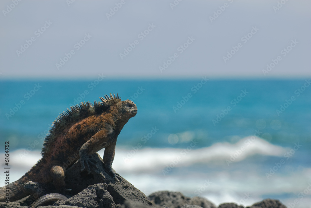 Naklejka premium marine iguana on the rocks, galapagos islands, ecuador