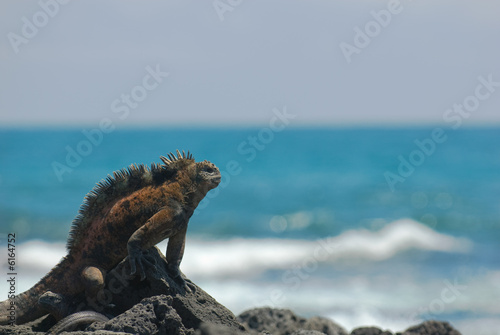 marine iguana on the rocks, galapagos islands, ecuador photo