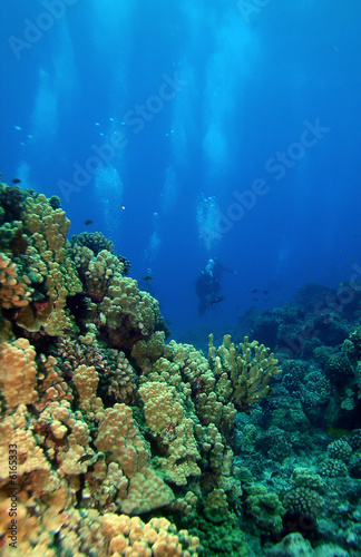 Fototapeta Naklejka Na Ścianę i Meble -  Scuba Divers swimming towards the reef in Molokini Hawaii