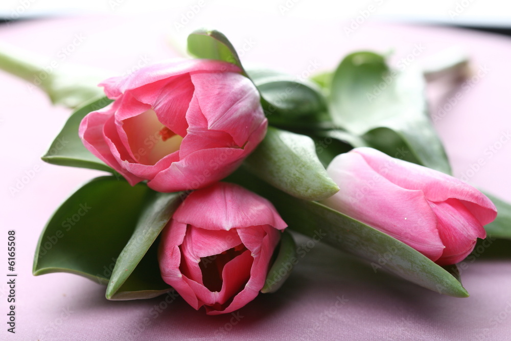tulips tulips