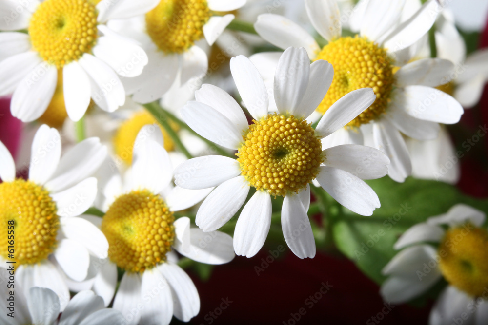 Fototapeta premium beautiful white spring flower close-up