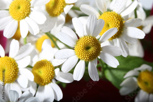 beautiful white spring flower close-up