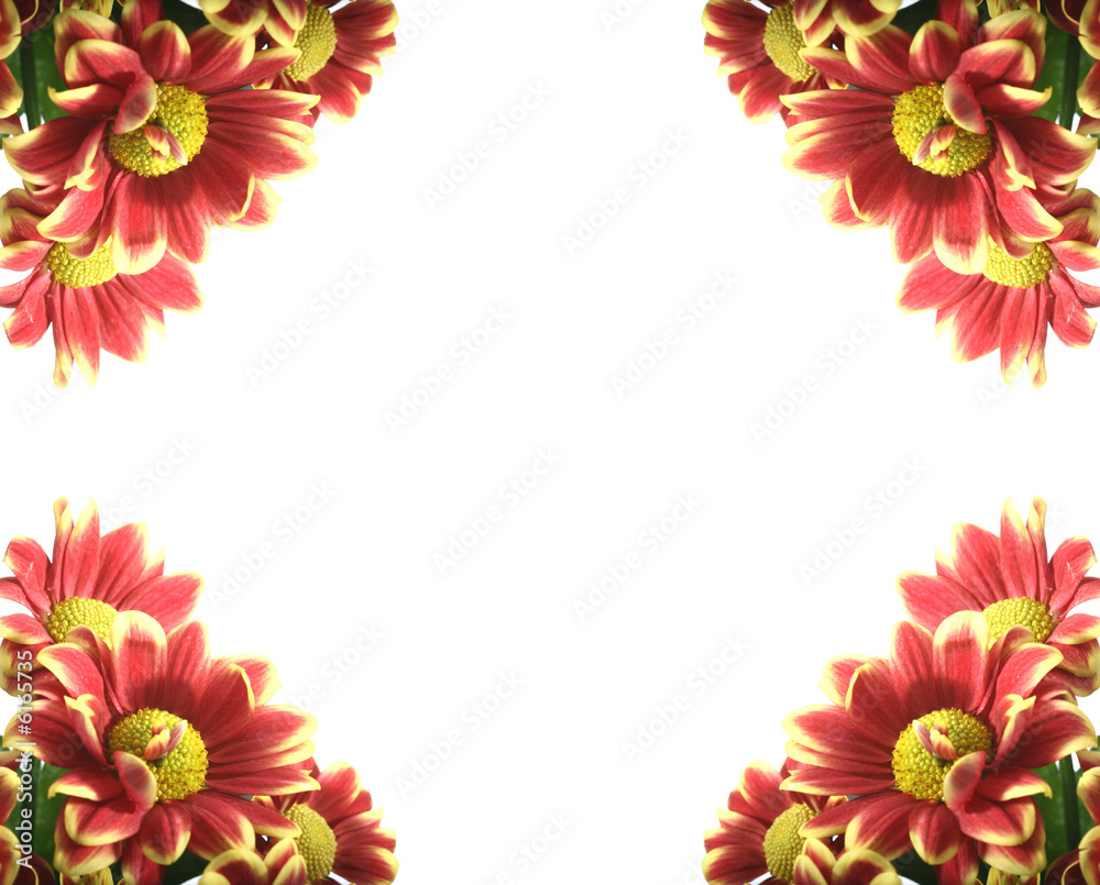 Obraz premium beautiful red spring flower close-up