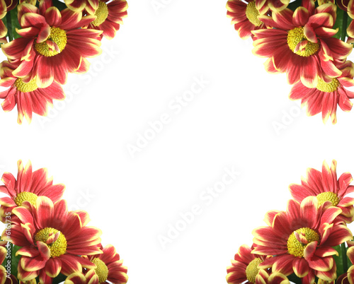 beautiful red spring flower close-up