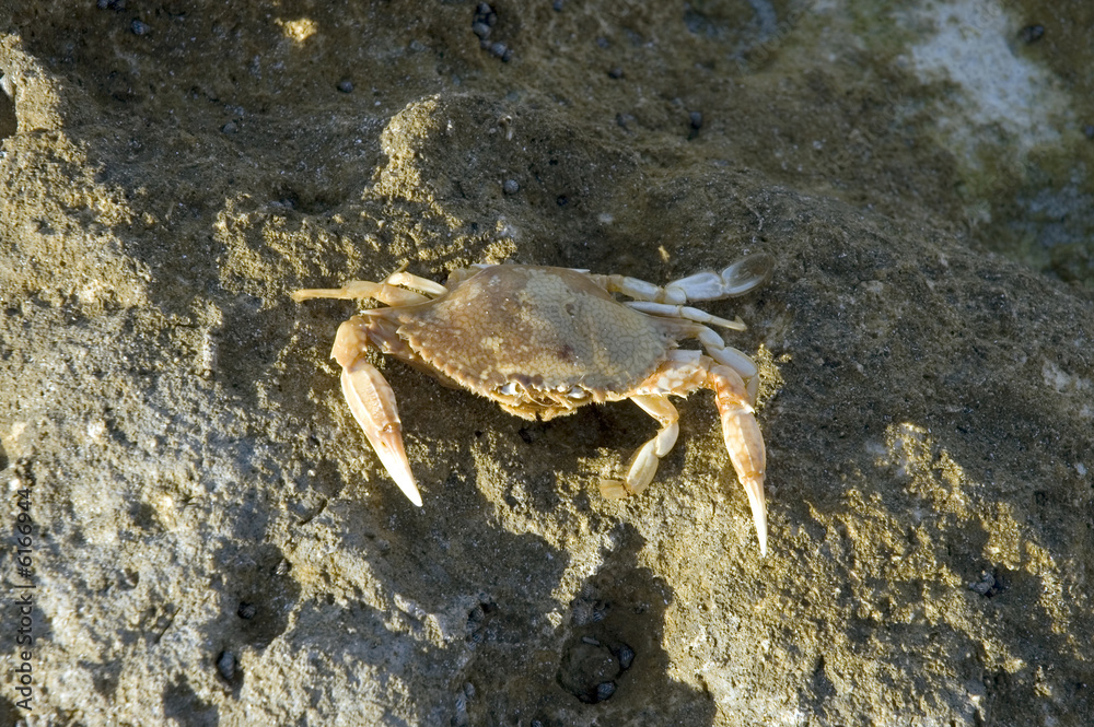 Crab on a rock