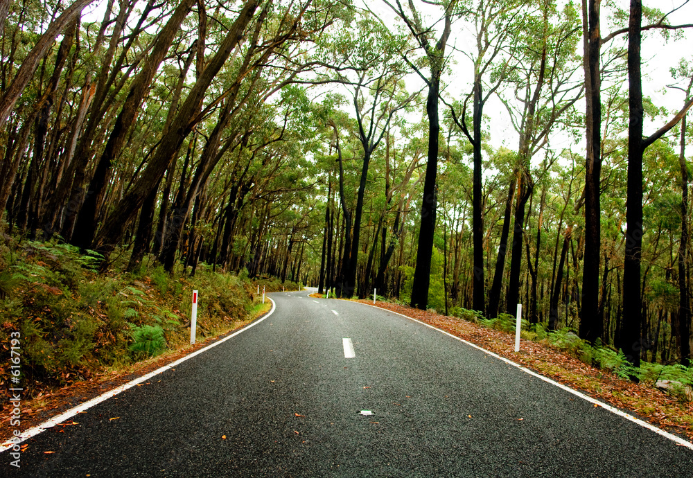 Obraz premium Grampians Forest in Australia