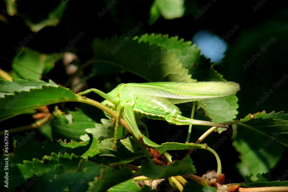 Naklejka premium Grande sauterelle verte,Aude,Pyrénées