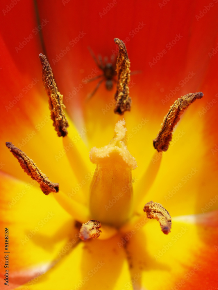 Blooming tulip with a spider in it Blooming tulip with a spider in it