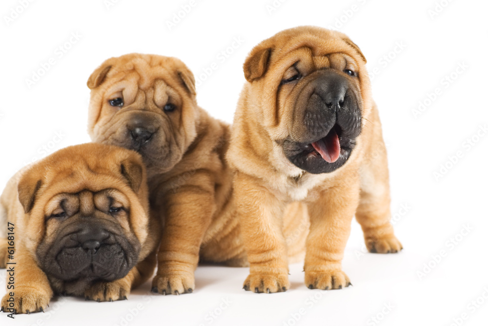 Beautiful sharpei puppies isolated on white background