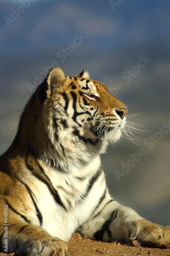 Fototapeta Naklejka Na Ścianę i Meble -  A beautiful tiger enjoys the sunshine.