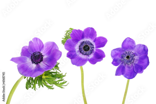 Fotografija three beautiful purple anemone flowers