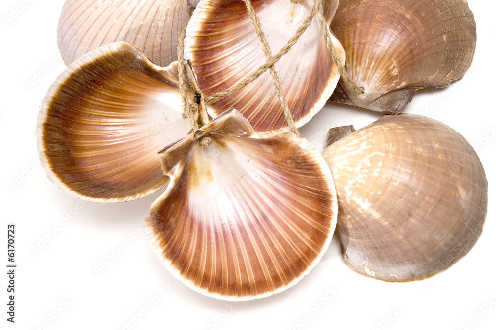 Detail of many sea shells isolated. Suitable for background