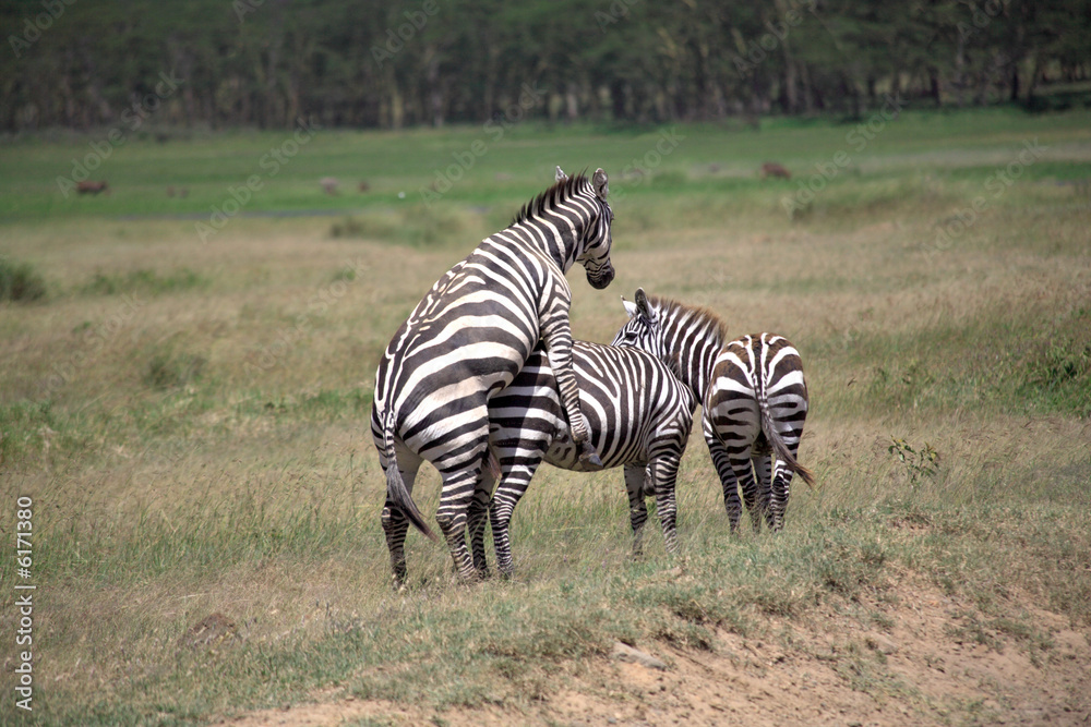 Obraz premium Burchell's Zebra mating in the Masai Mara.