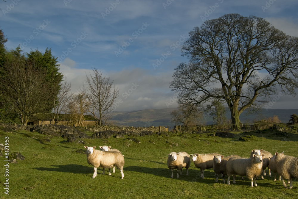 Farmland in the Lake District