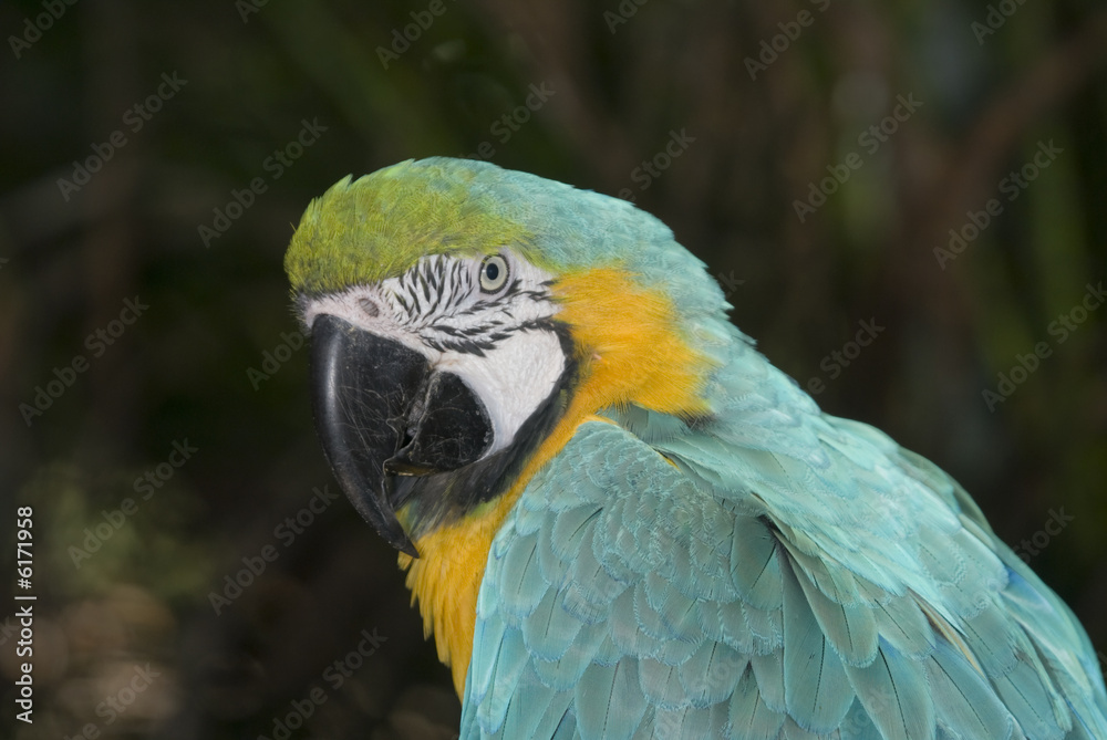 Blue and Yellow Macaw