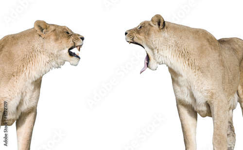 Fototapeta Naklejka Na Ścianę i Meble -  lionnes