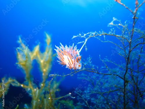 nudibranco