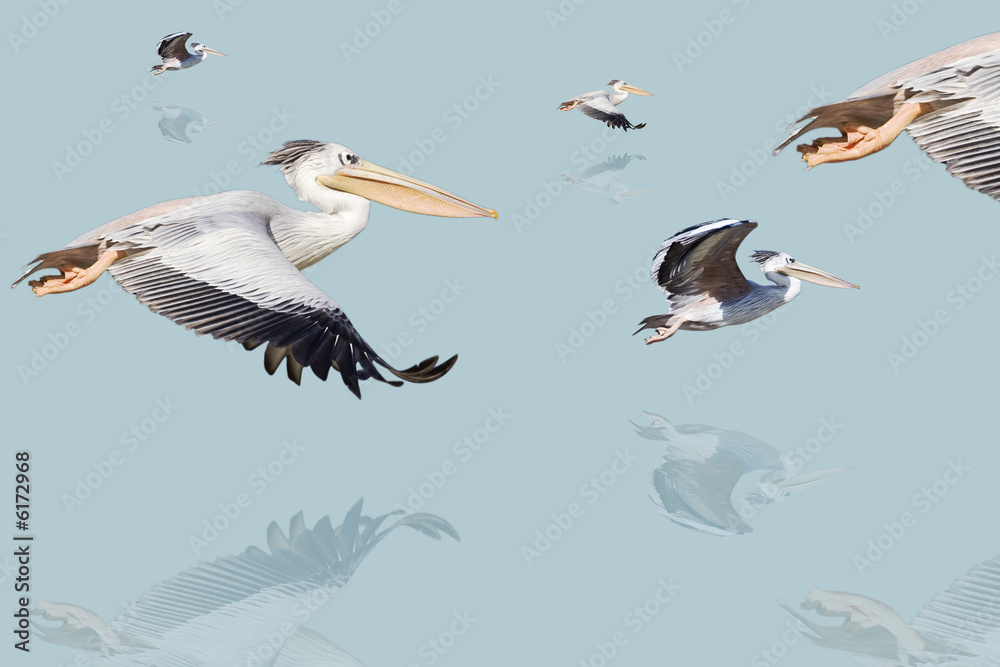 Obraz premium pélican