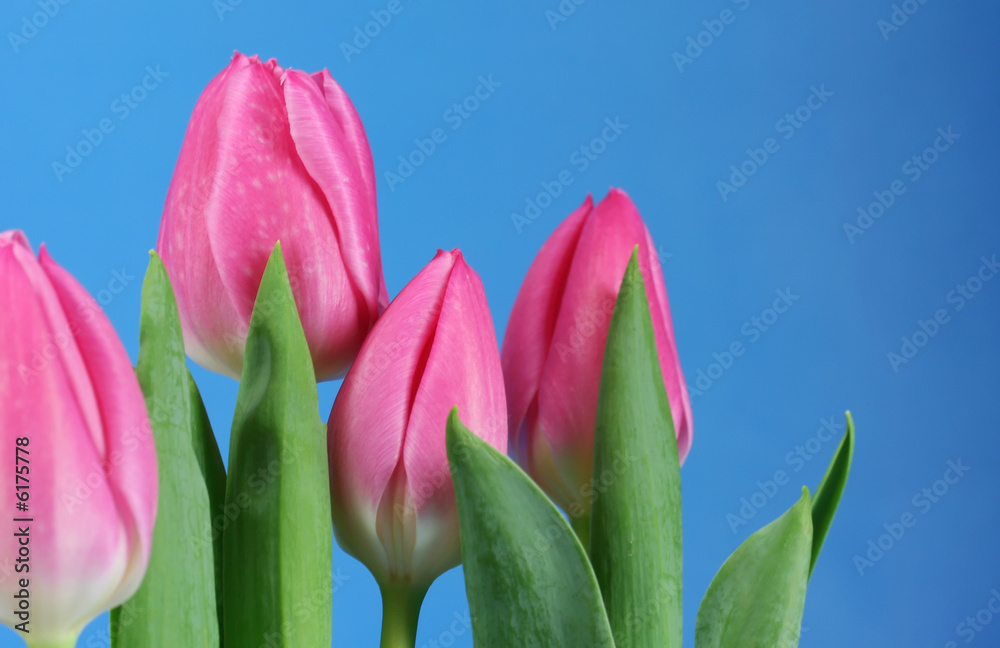 Naklejka premium Pink tulips against a blue sky