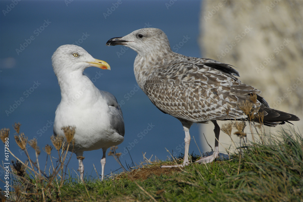 mouette mouette