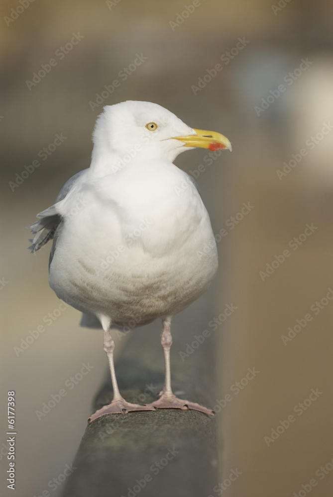mouette mouette