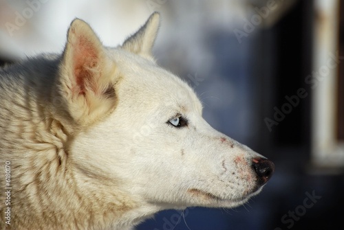 husky chien blanc