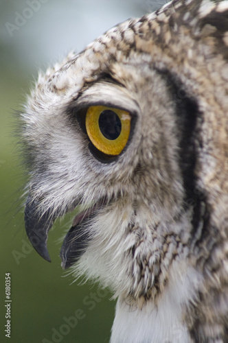Owl © RSaraiva