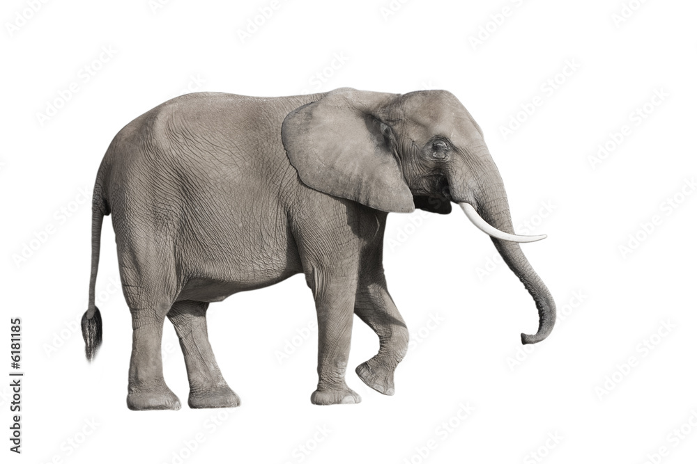 Obraz premium éléphant