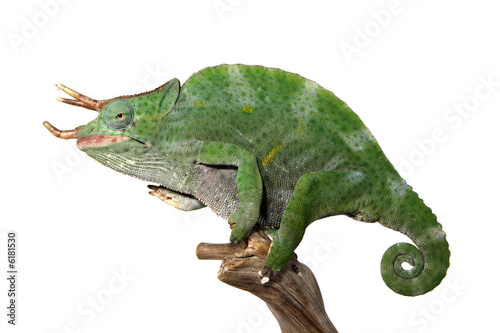 colorful male chameleon © Lana Langlois