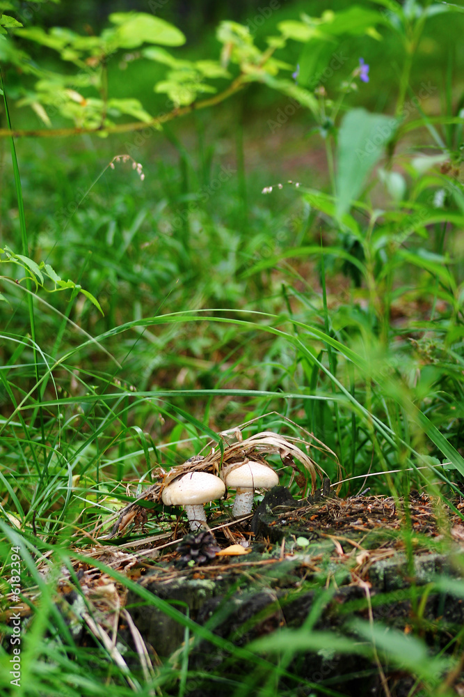 Mushrooms are hidden in herb  
