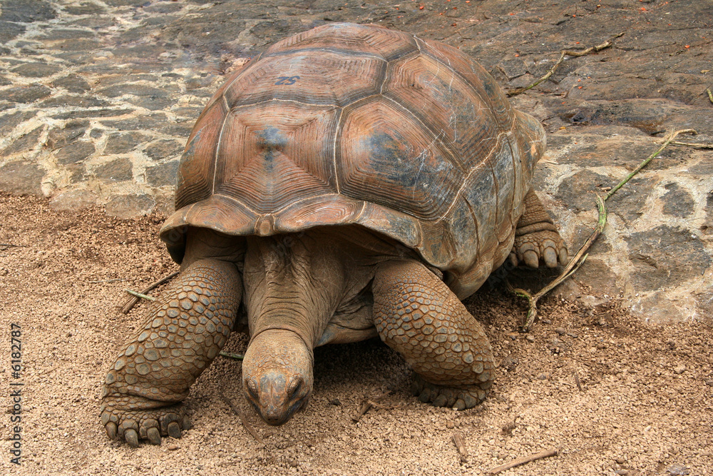 Huge turtle walking on the ground Huge turtle walking on the ground