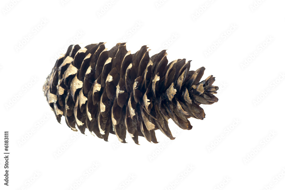 Fototapeta premium One isolated cone from pine tree