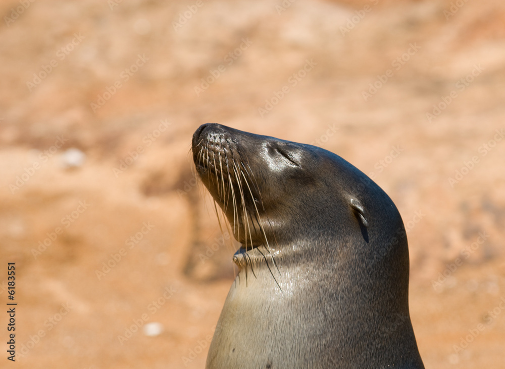 Obraz premium sea lion